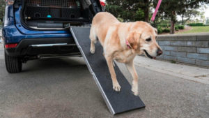 Nissan goes to the dogs with luxury, safety plushness 2
