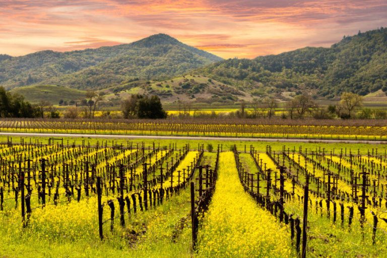 The Napa Valley has earned top United States honors in global best road trips survey