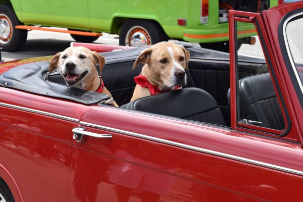 Monterey Auto Week: The unofficial, super cool, canine greeters at Concours on the Avenue.