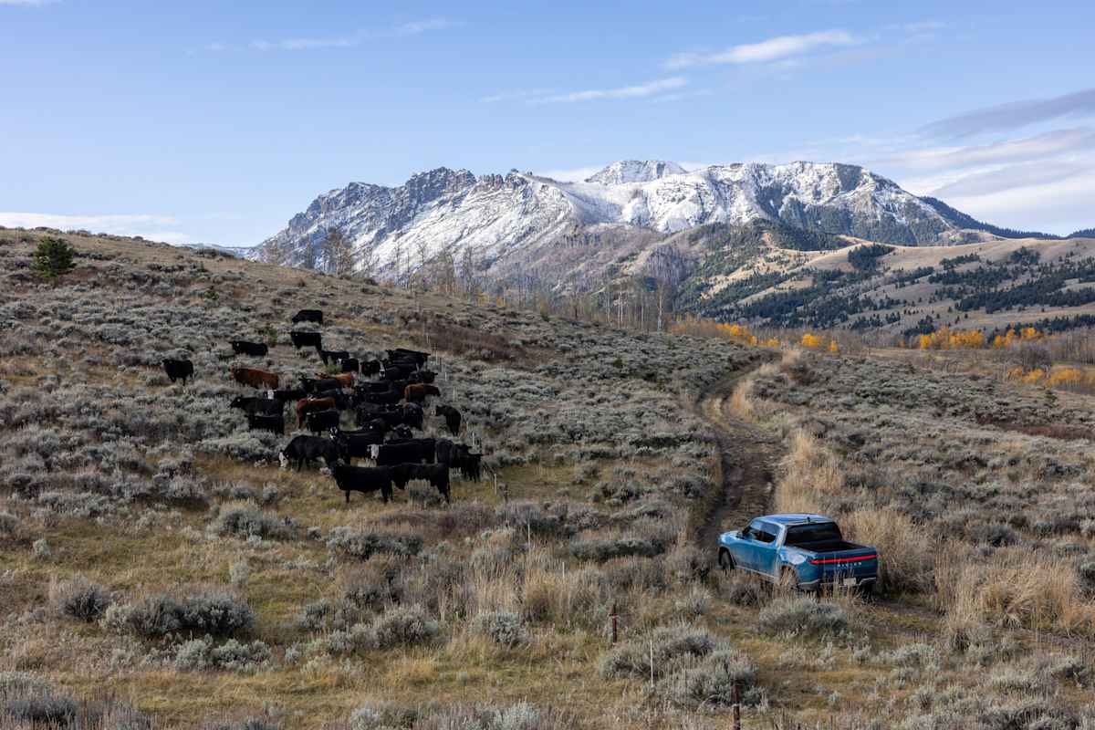 2026 Rivian R1T in blue on dirt trail with bison herd and snowy mountain backdrop