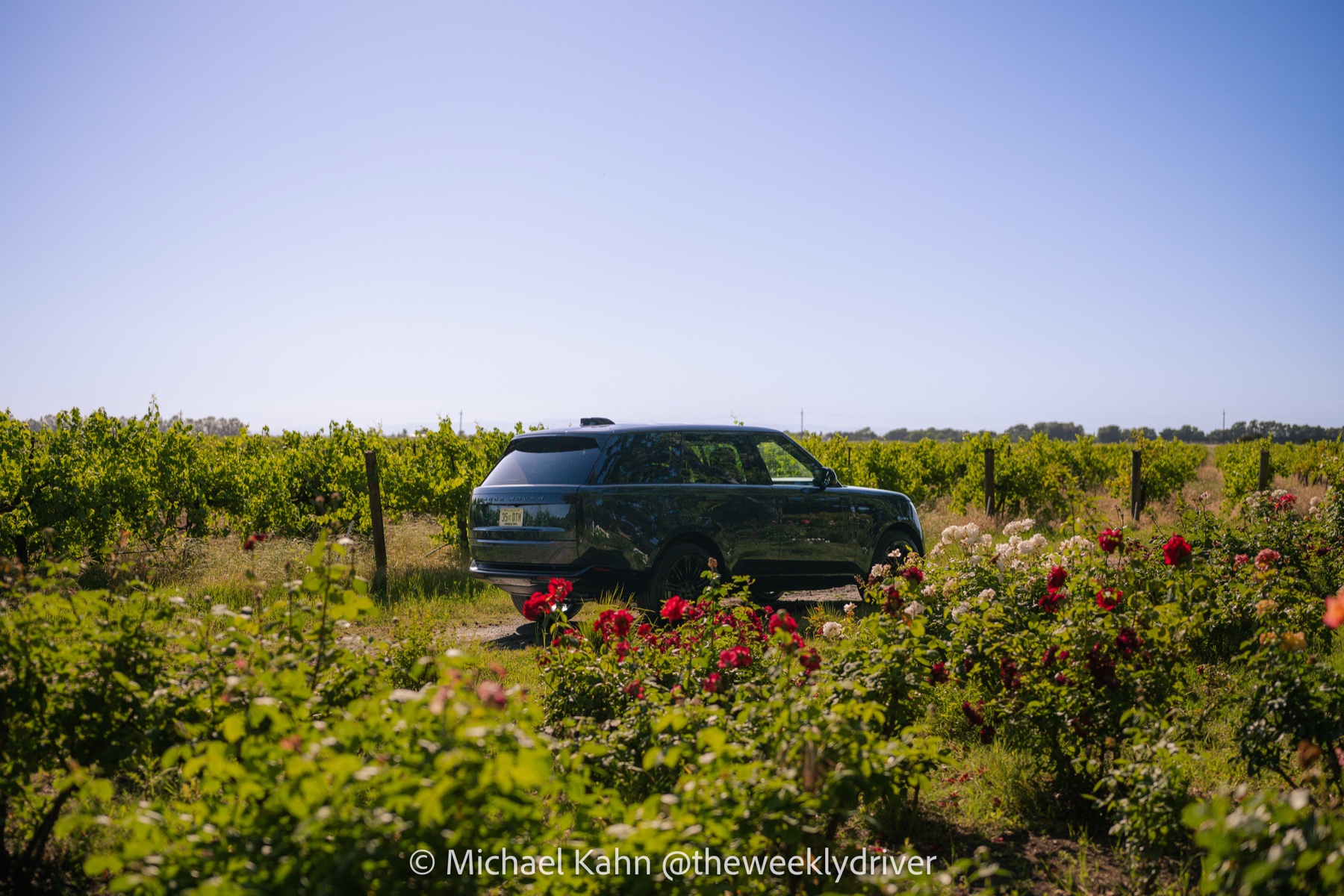 2026 Range Rover SE in Belgravia Green parked between vineyard rows with red and white roses in the foreground and clear blue sky