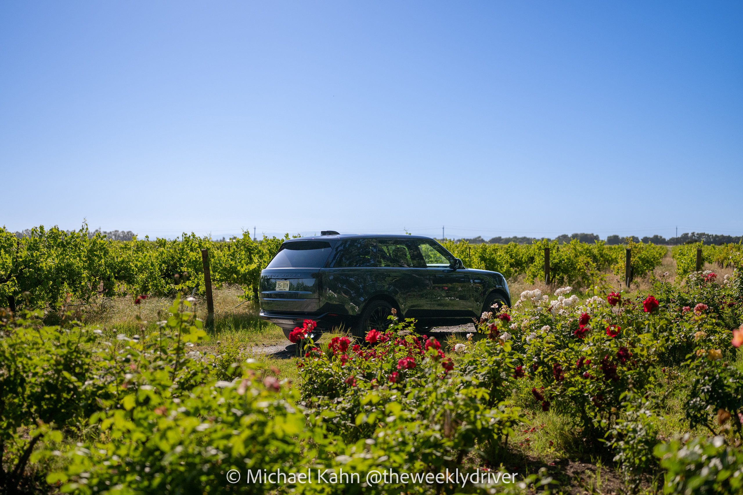 2026 Range Rover SE SWB P400 in Belgravia Green parked at the end of a vineyard row, framed by red and white roses, midday sun
