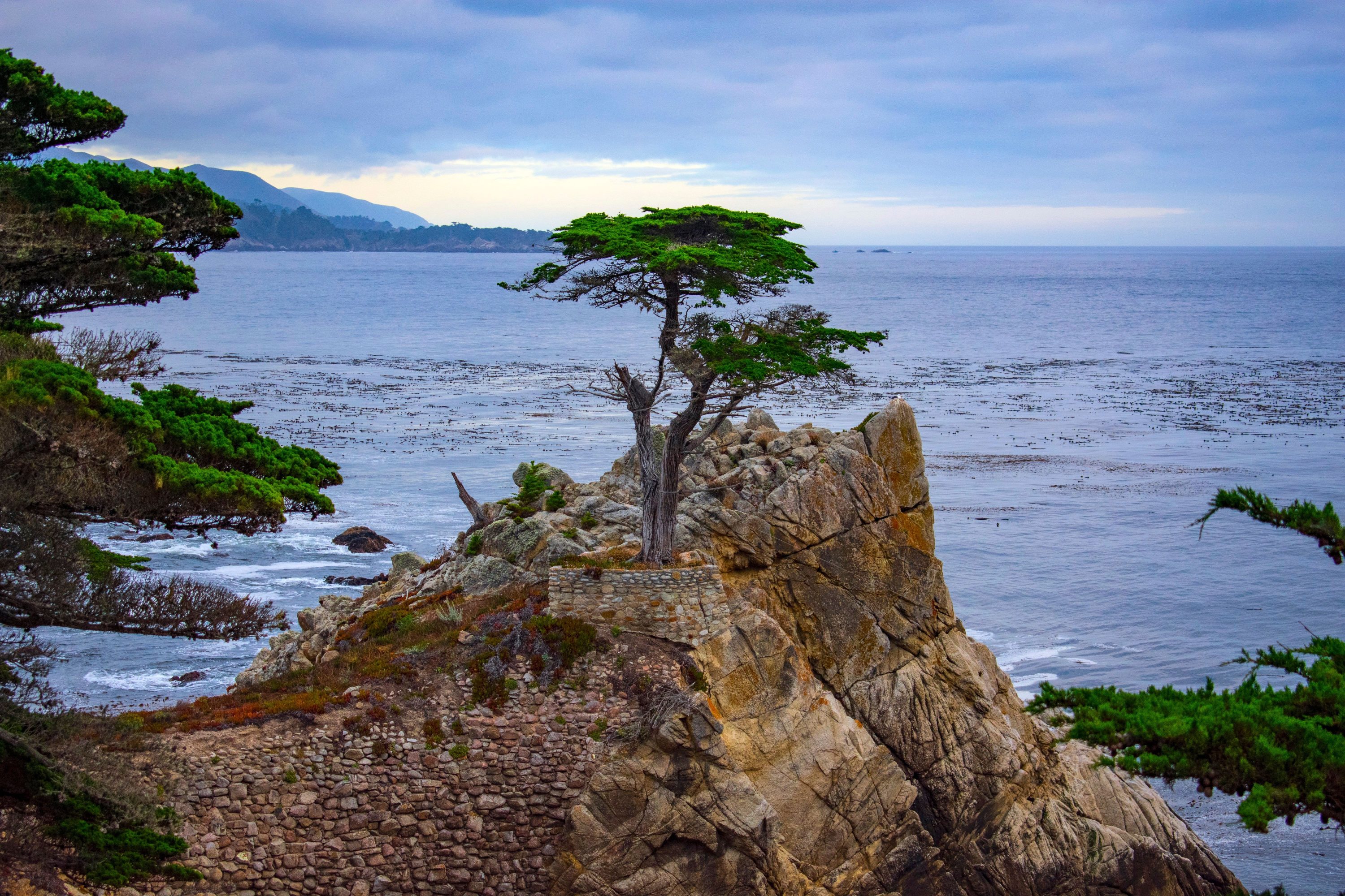 Monterey Car Week 2026: The Complete Events Schedule 1 The Lone Cypress on the rocky Del Monte Forest coastline at Pebble Beach, California, along 17-Mile Drive