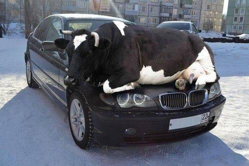 A Bull getting warm in the winter on a BMW.